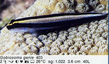 Gobiosoma genie